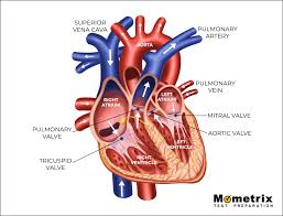 Check spelling or type a new query. Heart Blood Flow Video