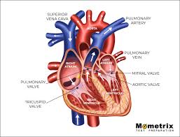 Chart showing blood flow of human heart stock vector illustration. Heart Blood Flow Video