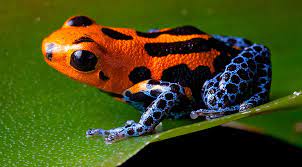 How To Glimpse The Five Rarest Amazon Animals Amazon Cruises