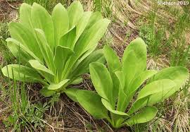 Image result for Fuerstia angustifolia