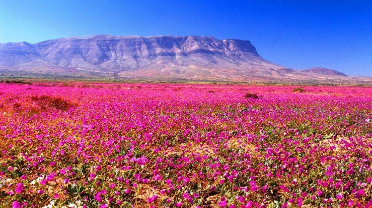 Habrá Desierto Florido en Chile! Las lluvias superaron el umbral necesario y se espera floración desde septiembre - Solo Para Viajeros