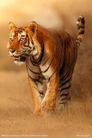 Bengal Tiger Tiger Pictures Tiger Wallpaper Tiger Photography