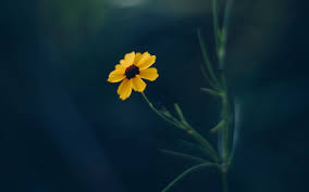 Yellow Flower Images Hd Wallpaper Flower Images Hd Flower Images Yellow Wallpaper