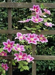 Maybe you would like to learn more about one of these? Clematis Piilu Stock Image C009 6344 Science Photo Library