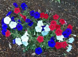 All near concord, nh apples asparagus beans beets black currants blackberries blueberries broccoli cabbage carrots corn cucumbers eggplant flowers gooseberries grapes herbs melons nectarines onions peaches pears peas (snap) peppers plums potato pumpkins raspberries red. Patriotic Flowers Concord Nh Sunday Stroll Brian Blackden Flickr