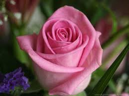 Wallpaper gallery rose flower wallpaper 5. Rose Flower Pink Fresh Love Wallpaper Flowers Wallpaper Better