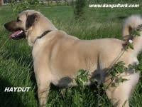 Kangal Turk Turkiye Nin Kangali Coban Kopegi Kangal Kopegi Hayvanlar