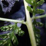 Image result for Athyrium schimperi