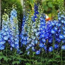 Delphinium is a famed ornamental plant that brings height and a splash of color to home and commercial gardens. Delphinium Seeds Blue Mix Flower Seeds In Packets Bulk Eden Brothers