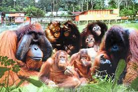 The foundation's main responsible include the setting up and maintenance of the island's facilities, facilitating sponsorship and donations, organizing. Day Trip To Orang Utan Island Bukit Merah Yaji Travel And Tours Malaysia