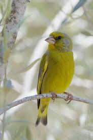 Uk Birds With Yellow Feathers European Greenfinch Carduelis Chloris Oxford Uk Parque De La Granja Santa Cruz Tenerife Greenfinch Pretty Birds Beautiful Birds