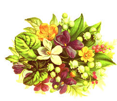 Collection by jacqueline • last updated 11 weeks ago. Antique Floral Botanical Illustration Poster Flore D Amerique Fda39 Floral Decor Vintage Kitchen Art Clove Plant Print Giclee Art Collectibles Vadel Com