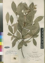 Image result for Englerophytum natalense