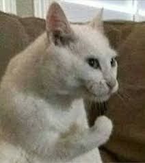 Cursed Images 2 Cats Cat Memes Super Funny Pictures