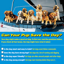 The essence of the game is to collect squares of the same color in three or more rows. This Dog Could Save Your Life