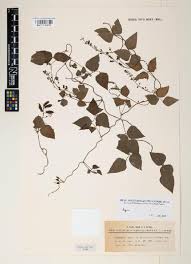 Image result for Rhynchosia congensis