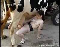 A cow fucks girl - Extreme Porn Video - LuxureTV
