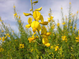 Image result for Adenocarpus