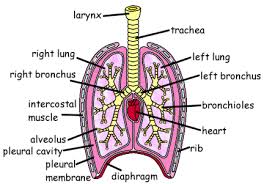 Heavy duty appliances, such as coffee makers, have a plug with a 13 amp cartridge fuse. Diagram Of The Lungs Gcse Fusebox And Wiring Diagram Cable Hut Cable Hut Sirtarghe It