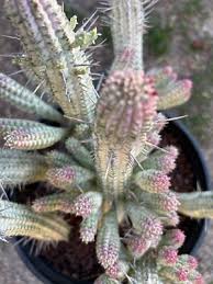 Image result for Euphorbia epicyparissias