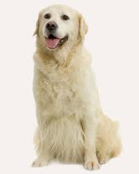 Cachorro Golden Conheca Tudo Sobre Esse Incrivel Pet