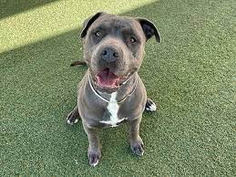 Life after pet euthanasia the decision to have a pet 'put to sleep', to choose euthanasia to end their life, is one of the hardest decisions a pet carer may ever have to make. How To Plan Ahead Humanely When It S Time To Say Goodbye To Your Aging Pet Dog Pasadena Star News