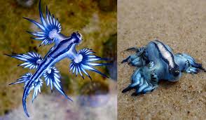 What is quite amazing about the blue dragon sea slug is that it can prey on other pelagic creatures much larger than itself. Glaucus Atlanticus Aka Blue Dragon A Sea Slug Which Eats The Portuguese Man O War And Concentrates Its Venom Into A More Powerful Form Aidke