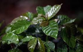 Image result for Coffea schliebenii