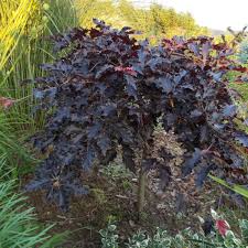 Image result for Fagus sylvatica