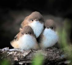 Pin By Jane Burns On Cool Photos World Birds Pet Birds Cute Birds