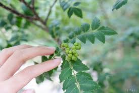 山椒 収穫 時期