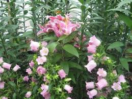 Canterbury Bells Plant How To Grow Canterbury Bells Plants Indoor Flowering Plants Types Of Herbs