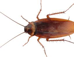 First of all, i had to detect the travel paths used by roaches. Download Diy Pest Control Cockroach Roach Transparent Cockroach Png Png Image With No Background Pngkey Com