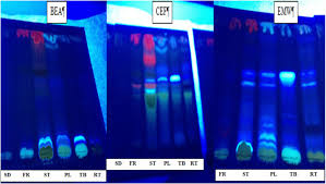 Image result for Stomatostemma monteiroae