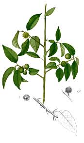 Image result for Maclura