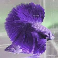 Betta fish are among the most popular freshwater fish around. Simply Happiness Betta Fish Betta Animals