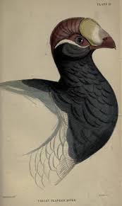V 11 Ornithology V 11 Birds Of Western Africa Part 1 Memoir Bruce The Naturalist S Library Biodiversity Heritage Lib Ornithology Birds Biodiversity