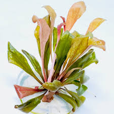 Image result for Samolus