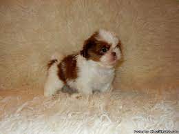 Find the perfect puppy for sale in springfield, missouri at next day pets. Shih Tzu Puppies Price 250 00 For Sale In Belle Missouri Best Pets Online