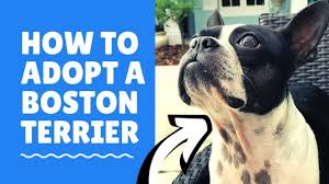 Our employees and volunteers are all wearing masks and keeping six feet apart while interacting with. Boston Terrier Rescues In Michigan Cost Adoption Process Boston Terrier Society