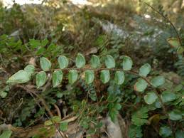 Image result for Pellaea angulosa