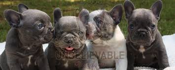 We did not find results for: Cream French Bulldog Puppies For Sale L2sanpiero