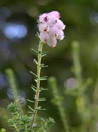 Cross Leaved Heath Erica Tetralix Flowers Naturegate Plants Leaves Heath
