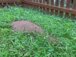 You may also use a reusable bait station. How To Get Rid Of Ant Hills In Your Yard Any Pest