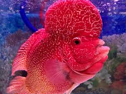 Pin By Last Last On Freshwater Aquarium Fish Aquarium Fish Freshwater Aquarium Fish Freshwater Aquarium