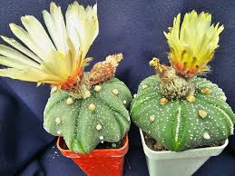 Image result for Thesium asterias