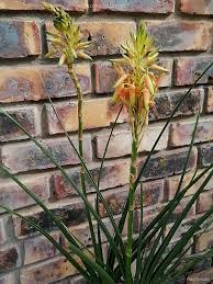 Image result for Aloe cooperi