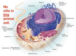 All the living organisms are made up of cells and it is the smallest unit of life. Cell Organelles Concepts 6 4 And Ppt Download