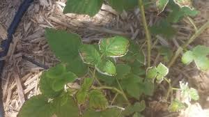 Certified organic red raspberry leaf available by the pound. Help Raspberry Leaves Turn Brown Around Edges Curl Up Die