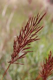 Image result for Bothriochloa bladhii